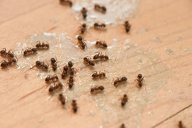 Best Ant Control Services  in Blakely, GA