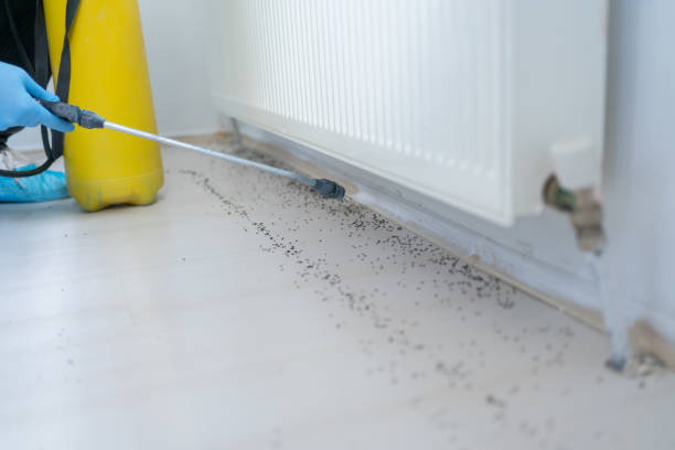 Best Termite Control Services  in Blakely, GA